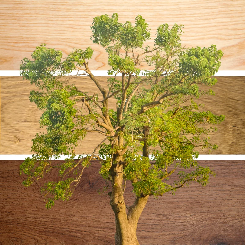 roeitrainer waterweerstand van hout - duurzaam en mooi